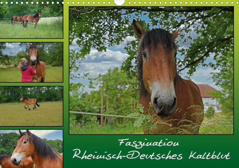 2026 A3 Faszination Rheinisch-Deutsches Kaltblut
