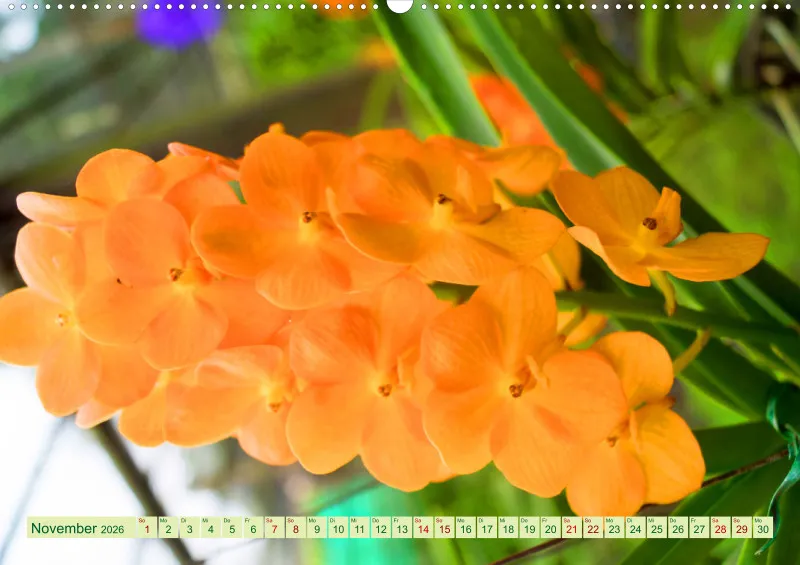 2026 A2 Farbzauber Orchideen