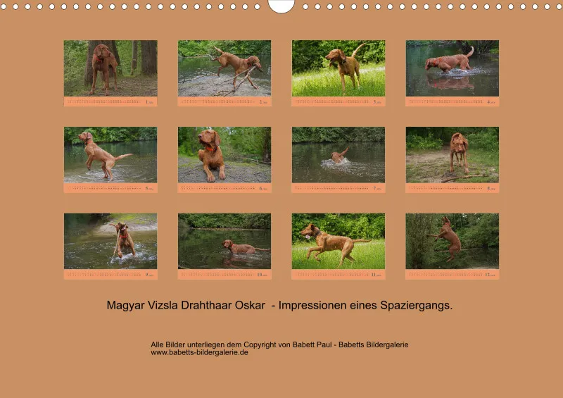 2026 A3 Faszination Magyar Vizsla