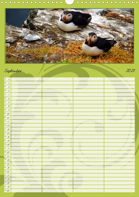 2027 A3 Papageitaucher-Kleine Vögel im Frack!