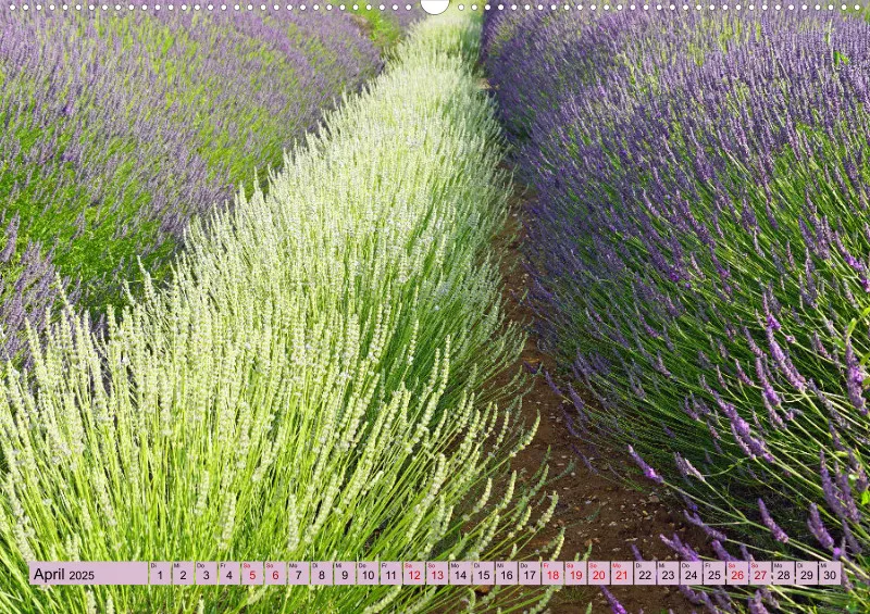 2025 A2 Farbzauber Lavendel