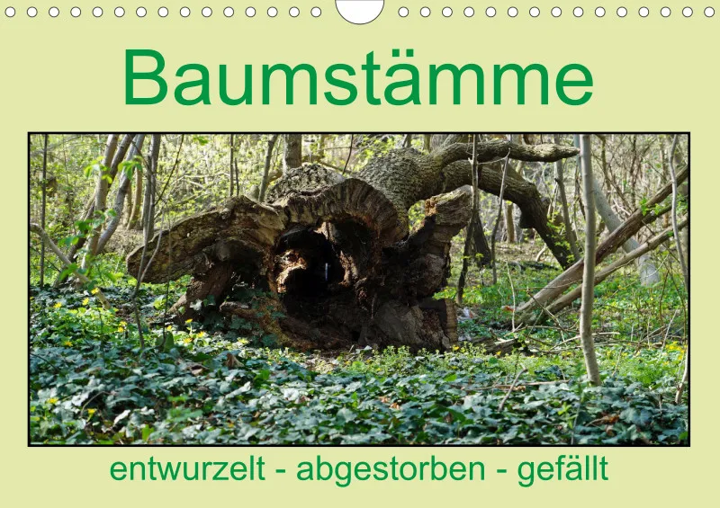 2025 A4 Baumstämme entwurzelt - abgestorben - gefällt