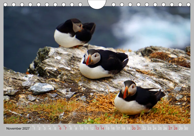 2027 Tischkalender A5 Papageitaucher - Kleine Vögel ganz groß!