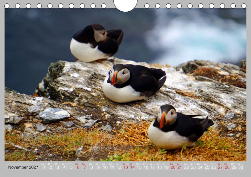 2027 Tischkalender A5 Papageitaucher - Kleine Vögel ganz groß!