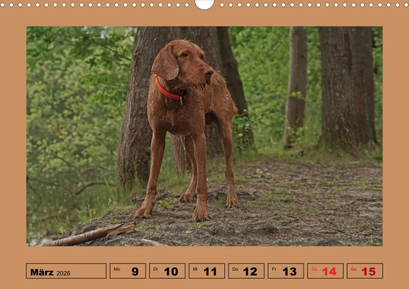 2026 A3 Wochenkalender Faszination Magyar Vizsla