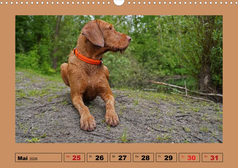 2026 A3 Wochenkalender Faszination Magyar Vizsla