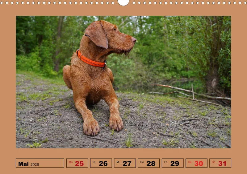2026 A3 Wochenkalender Faszination Magyar Vizsla