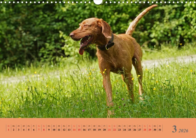2026 A3 Faszination Magyar Vizsla