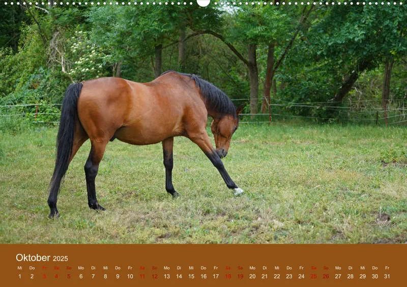 2025 A2 Faszination Trakehner