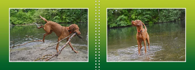 Faszination Magyar Vizsla - Fotoalbum
