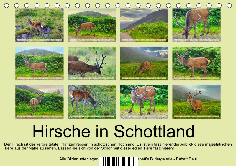 2027 A5 Hirsche in Schottland