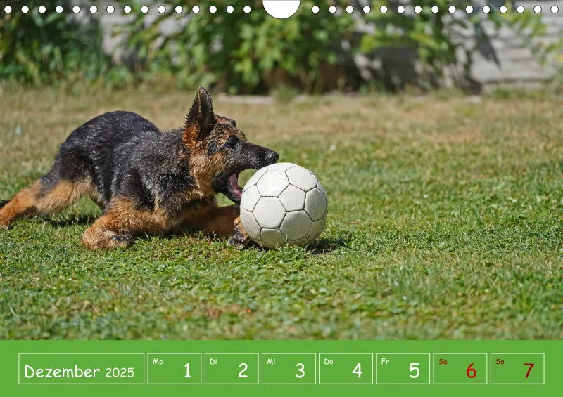 A4 2025 Wochenkalender Schäferhündin
