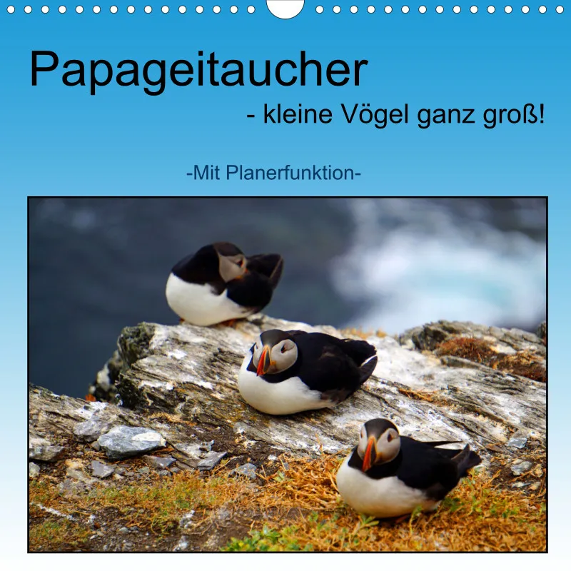 2025 Quadrat Papageitaucher - kleine Vögel ganz groß!