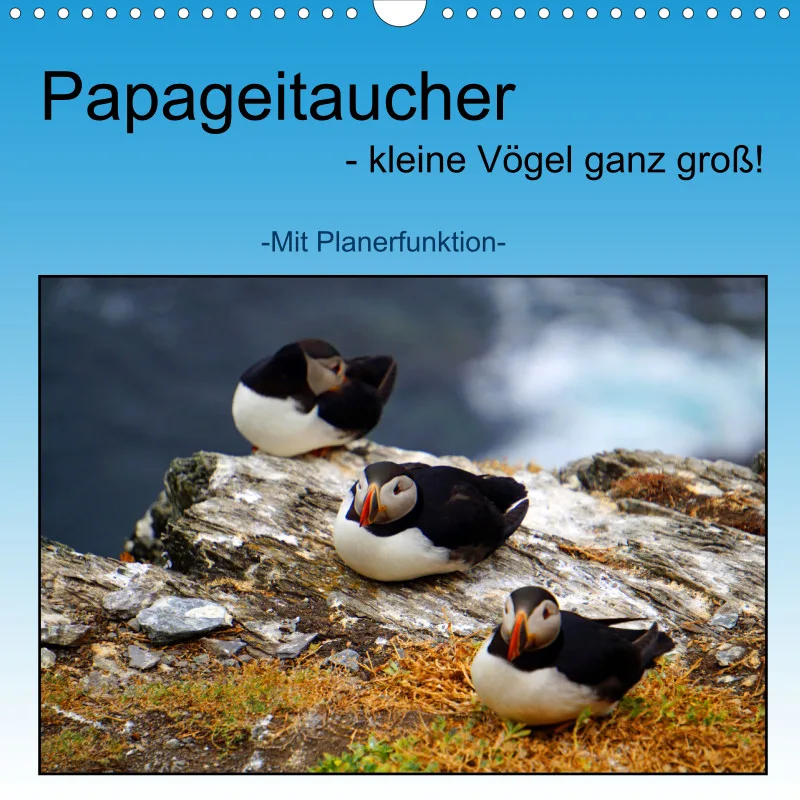 2025 Quadrat Papageitaucher - kleine Vögel ganz groß!