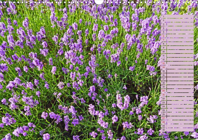 2026 A3 Terminplaner Farbzauber Lavendel