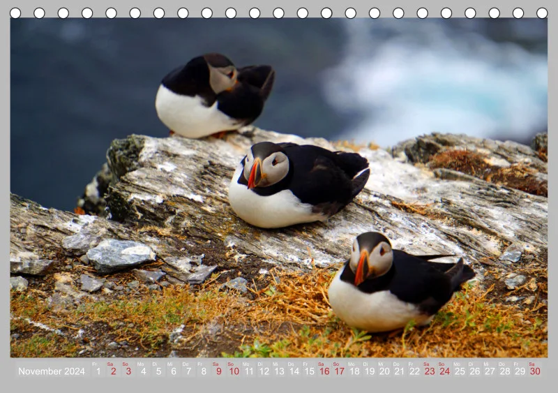 2024 Tischkalender A5 Papageitaucher - Kleine Vögel ganz groß!