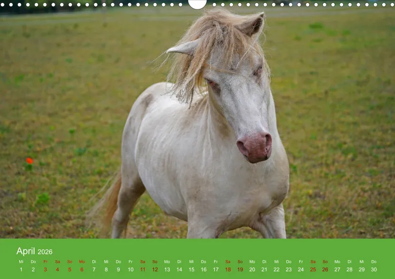 2026 A3 Faszination Shetlandpony