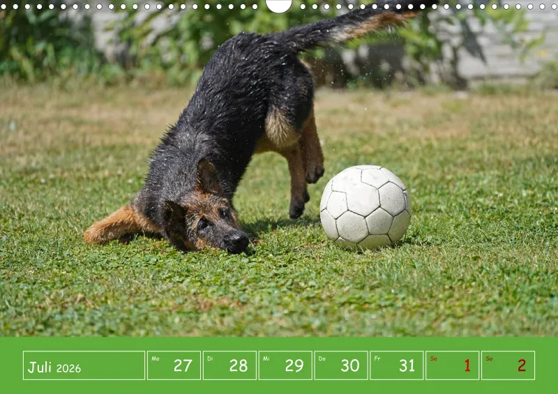 A3 2026 Wochenkalender Schäferhund