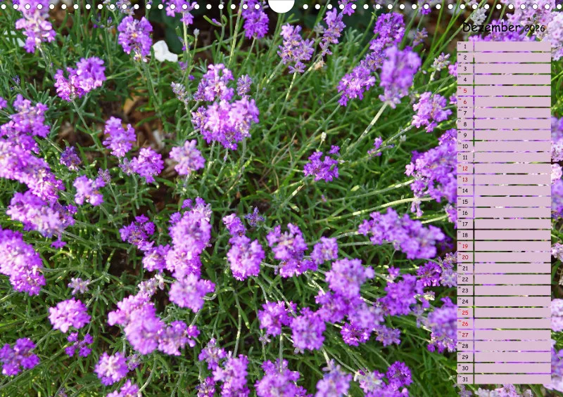 2026 A3 Terminplaner Farbzauber Lavendel
