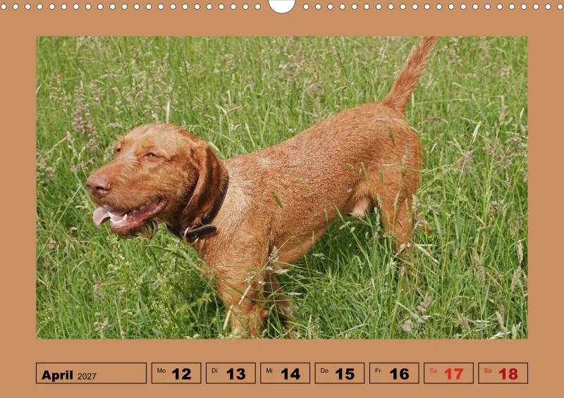 2027 A3 Wochenkalender Faszination Magyar Vizsla