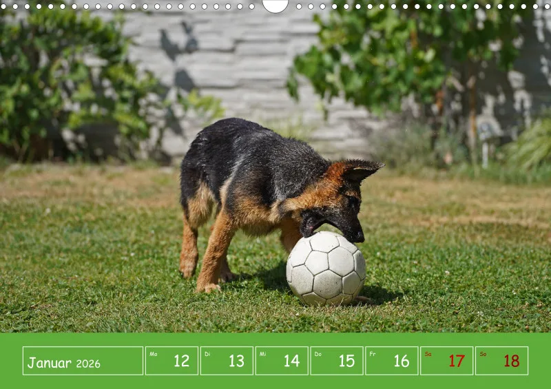 A3 2026 Wochenkalender Schäferhund