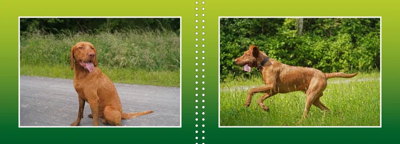 Faszination Magyar Vizsla - Fotoalbum
