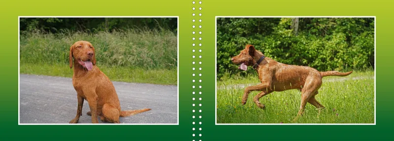 Faszination Magyar Vizsla - Fotoalbum