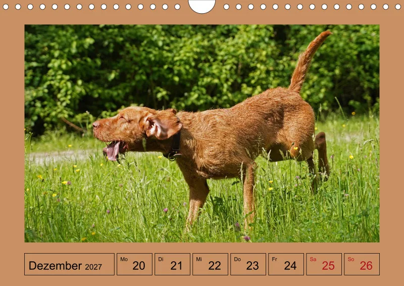2027 A4 Wochenkalender Faszination Magyar Vizsla