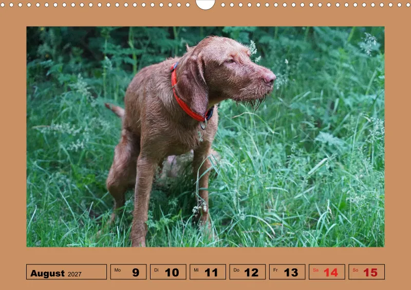 2027 A3 Wochenkalender Faszination Magyar Vizsla