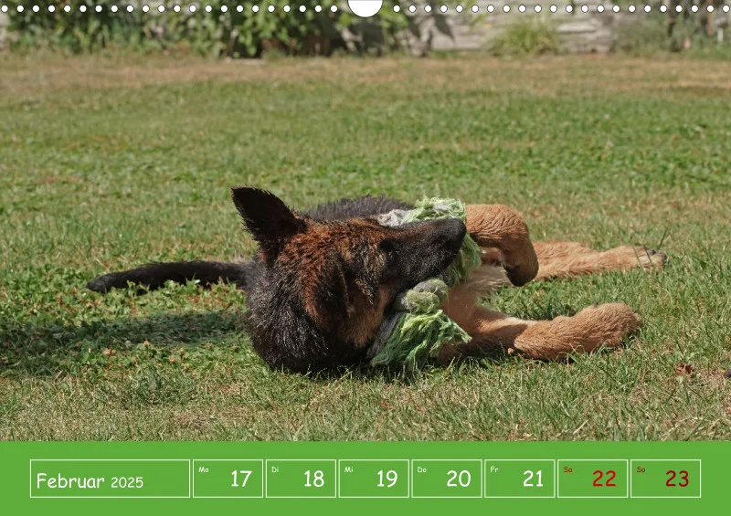 A3 2025 Wochenkalender Schäferhund