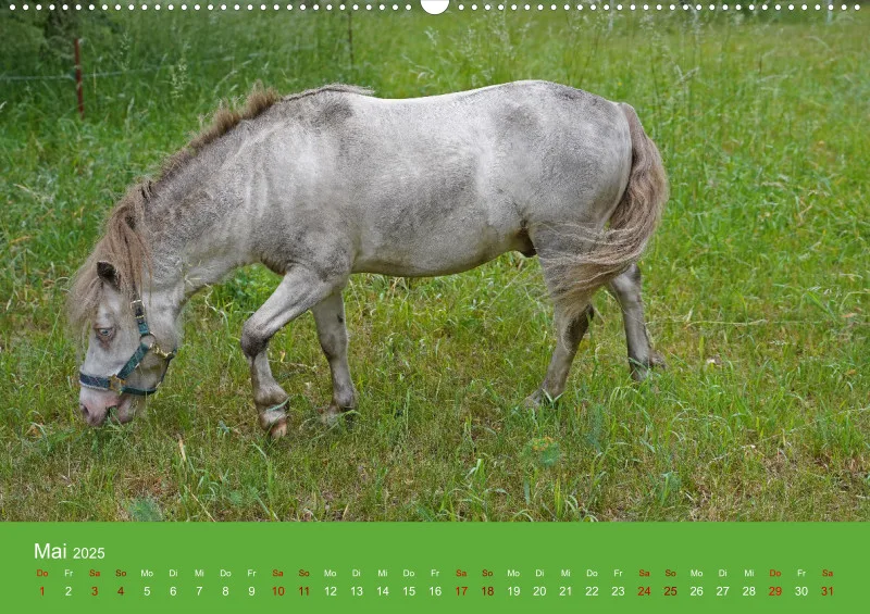 2025 A2 Faszination Shetlandpony