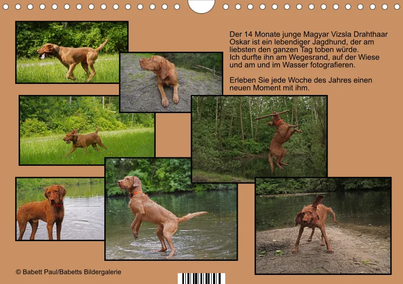2027 A4 Wochenkalender Faszination Magyar Vizsla