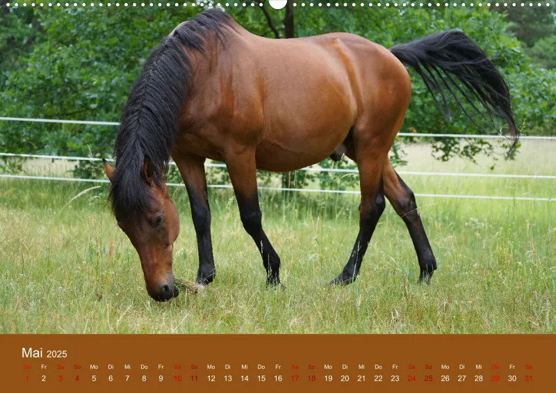 2025 A2 Faszination Trakehner