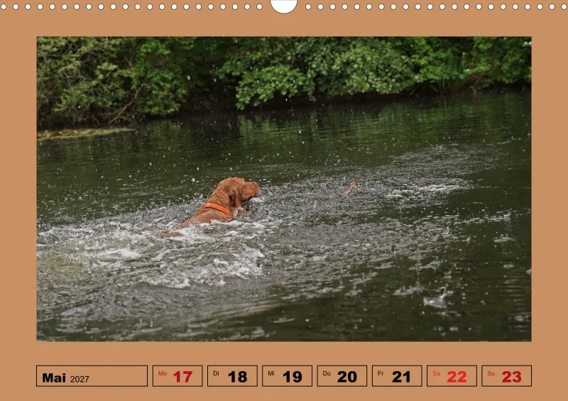 2027 A3 Wochenkalender Faszination Magyar Vizsla