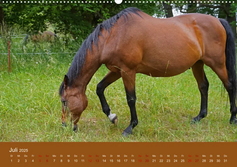 2025 A2 Faszination Trakehner