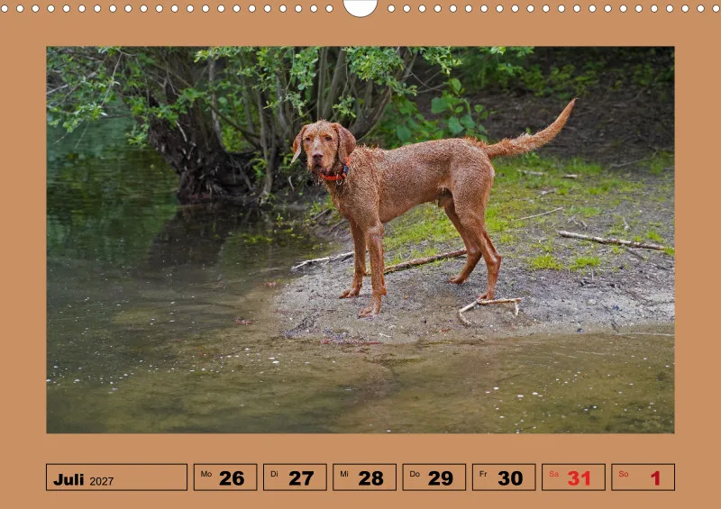 2027 A3 Wochenkalender Faszination Magyar Vizsla