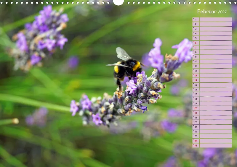 2027 A3 Terminplaner Farbzauber Lavendel