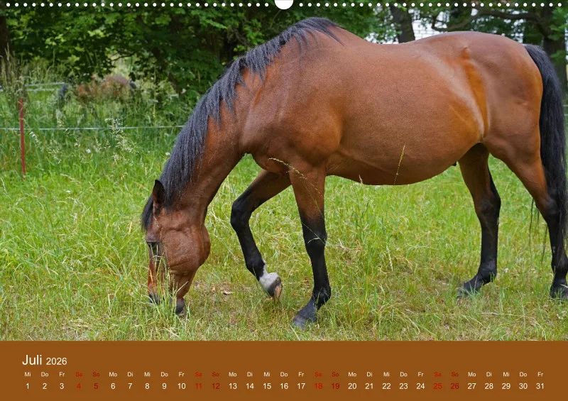 2026 A2 Faszination Trakehner