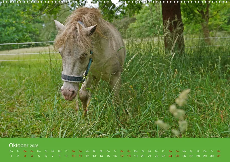 2026 A2 Faszination Shetlandpony
