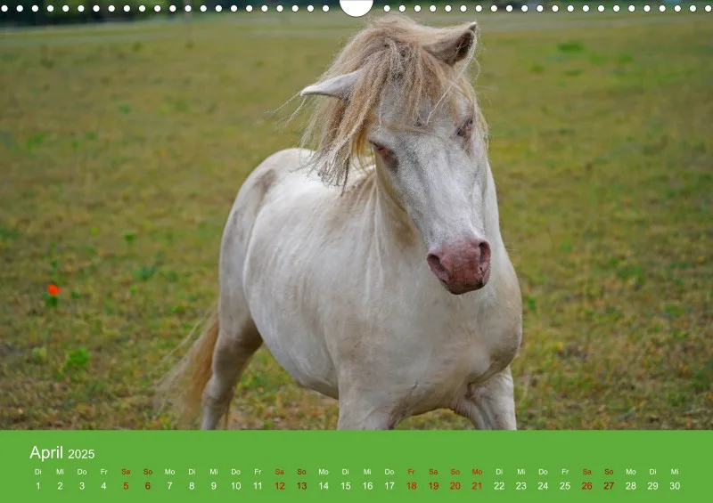 2025 A3 Faszination Shetlandpony