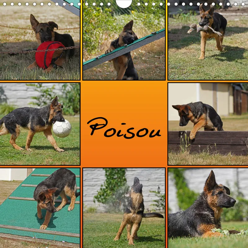 Quadrat 30x30 2026 Schäferhund