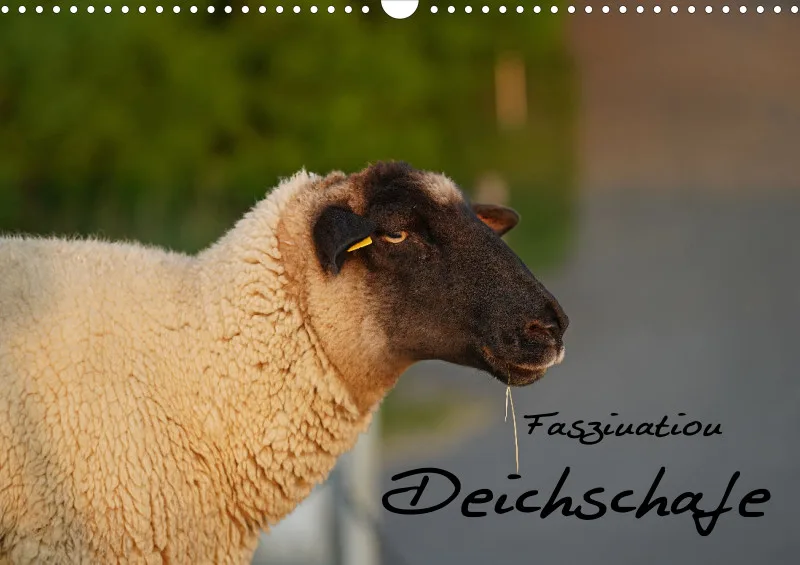 2025 A3 Faszination Deichschafe