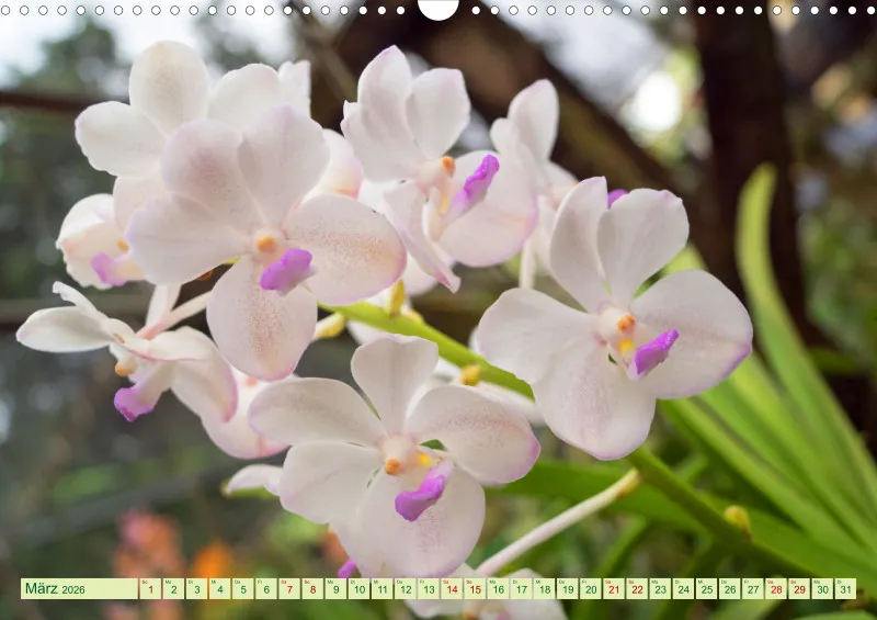 2026 A3 Farbzauber Orchideen