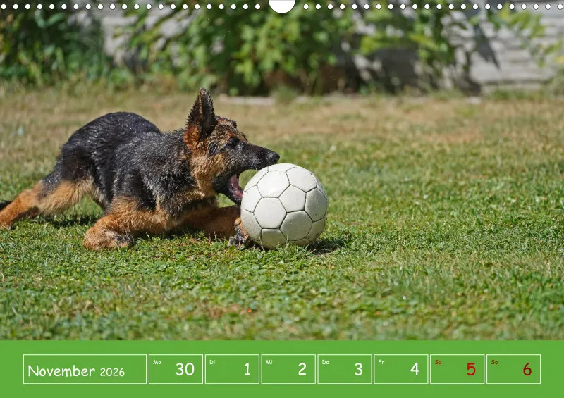 A3 2026 Wochenkalender Schäferhund