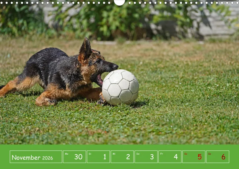 A3 2026 Wochenkalender Schäferhund