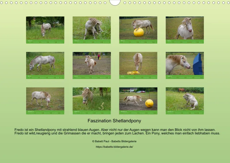 2025 A3 Faszination Shetlandpony