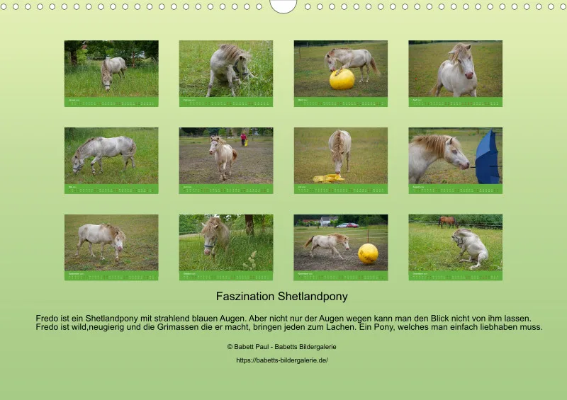2025 A3 Faszination Shetlandpony