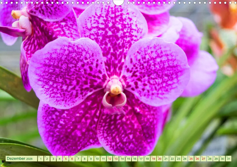 2026 A3 Farbzauber Orchideen