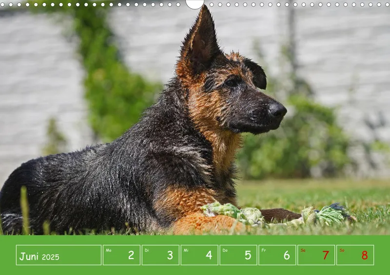 A3 2025 Wochenkalender Schäferhund