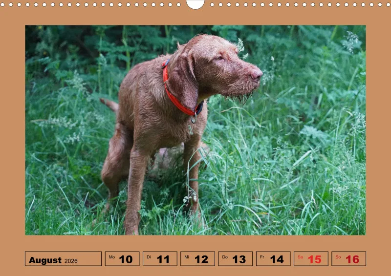2026 A3 Wochenkalender Faszination Magyar Vizsla